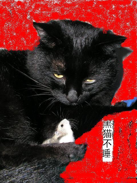 黑猫不睡